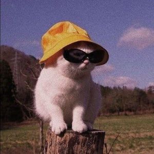 Meet your Posher, Bhv